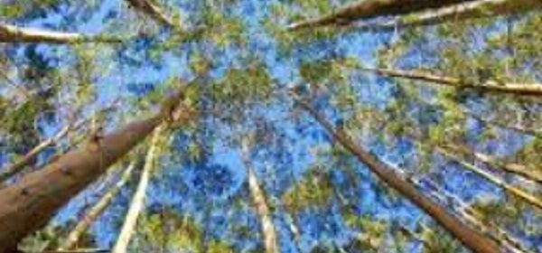 eucalipto árbol