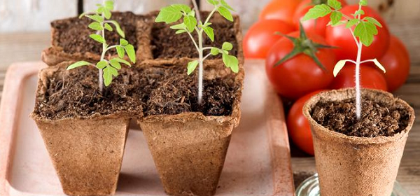 Cómo Cultivar Tomate En Casa